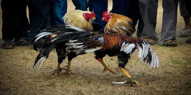 Lý do đá gà f168 được ưa chuộng