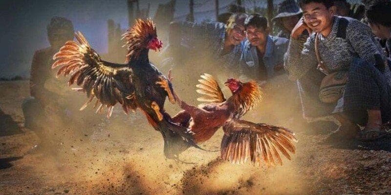Những điểm nổi bật chỉ có tại đá gà campuchia f168