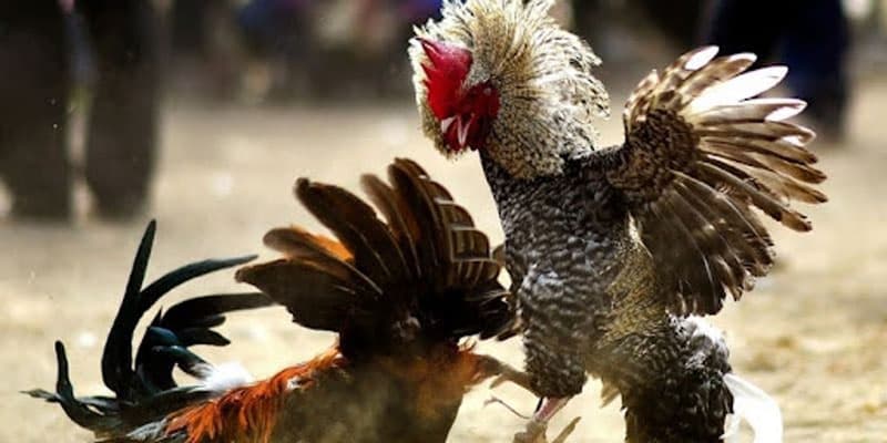 Luật chơi đá gà thomo