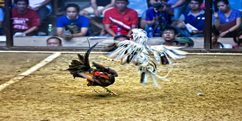 Đa dạng trận đấu đá gà thomo